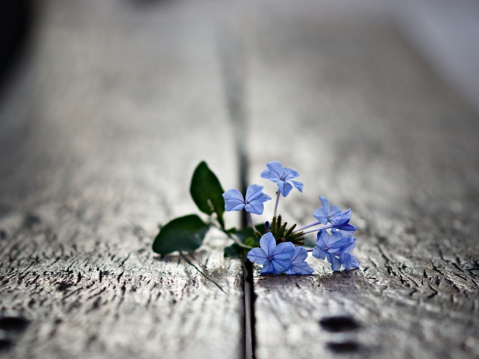 Маленькие цветочки