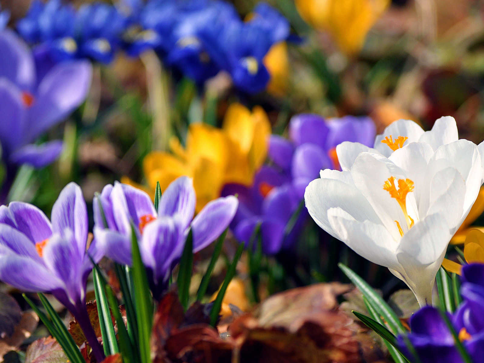 Весенняя красота