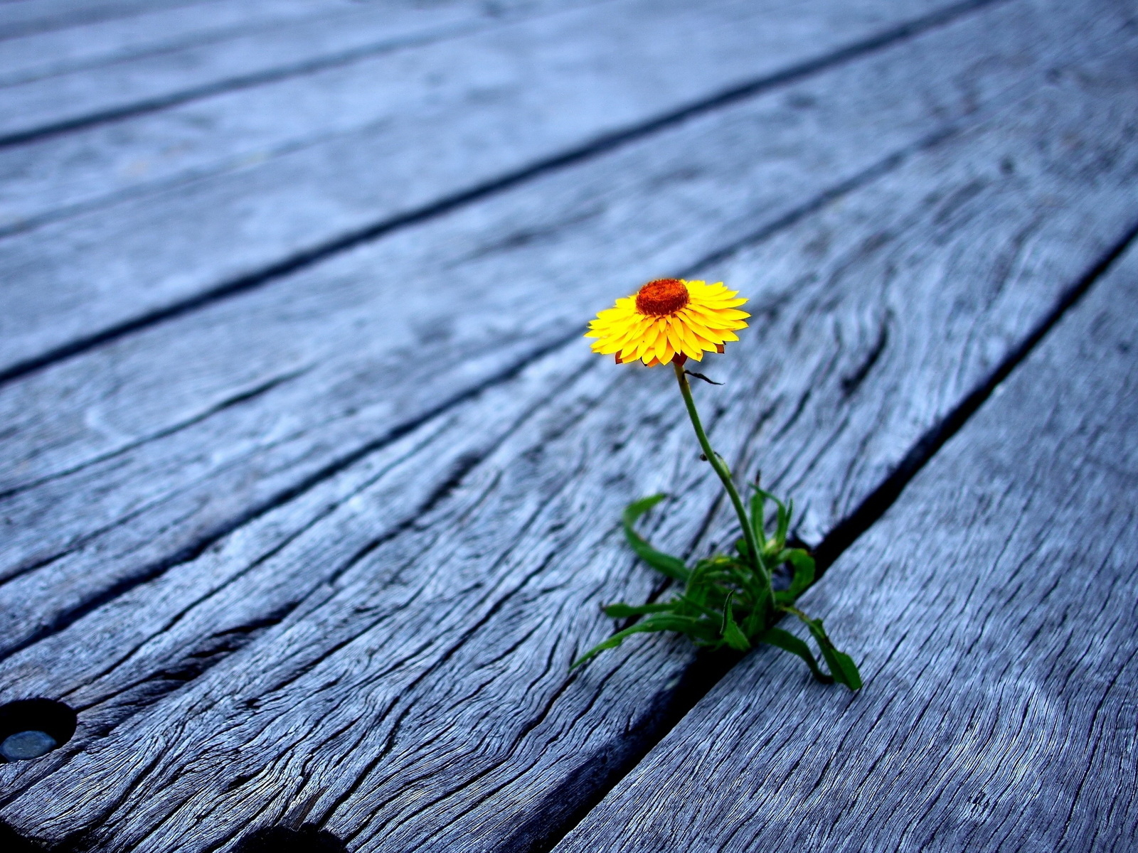 Проросший цветок