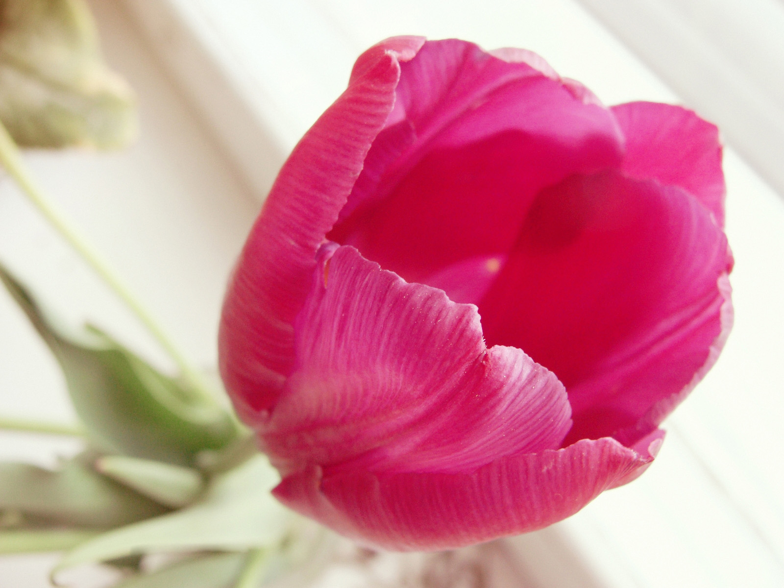 Раскрывшийся тюльпан