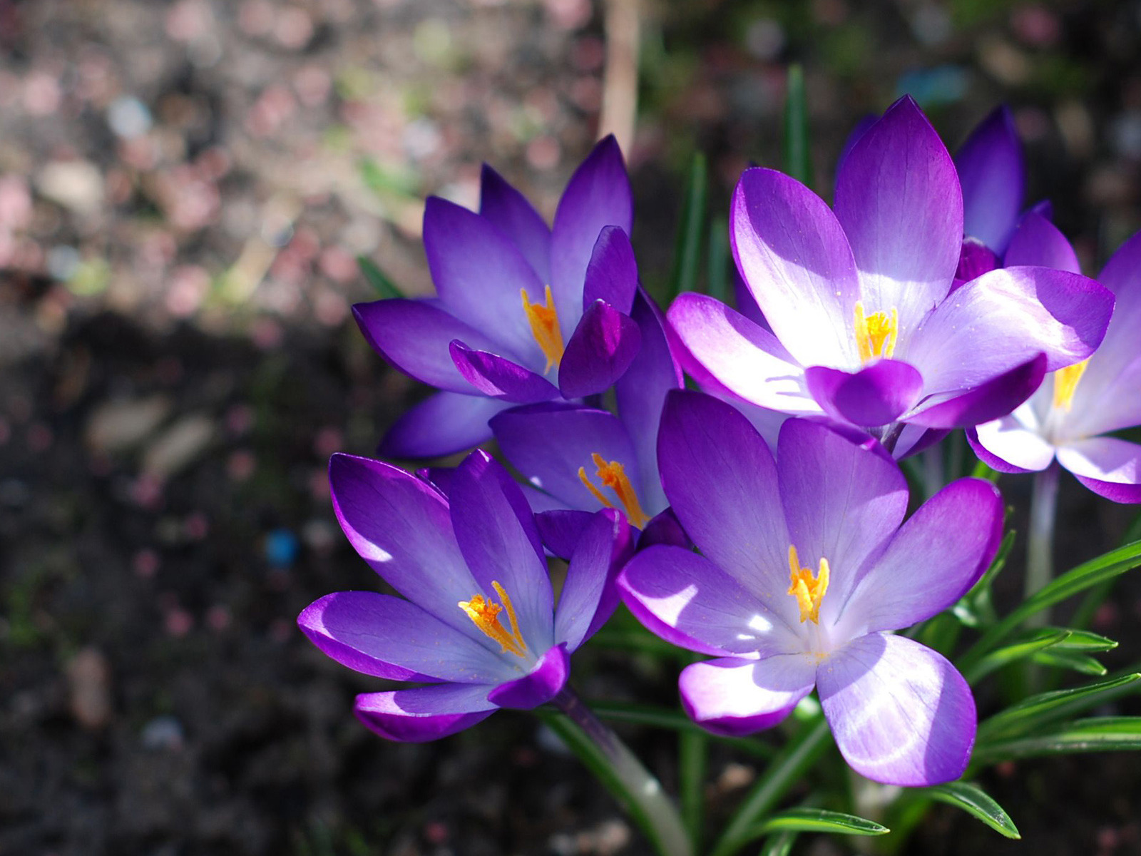 Фиолетовые крокусы