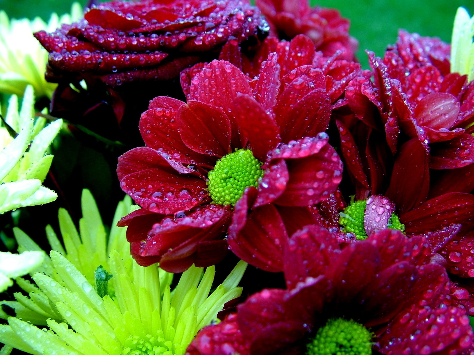 Мокрый букет