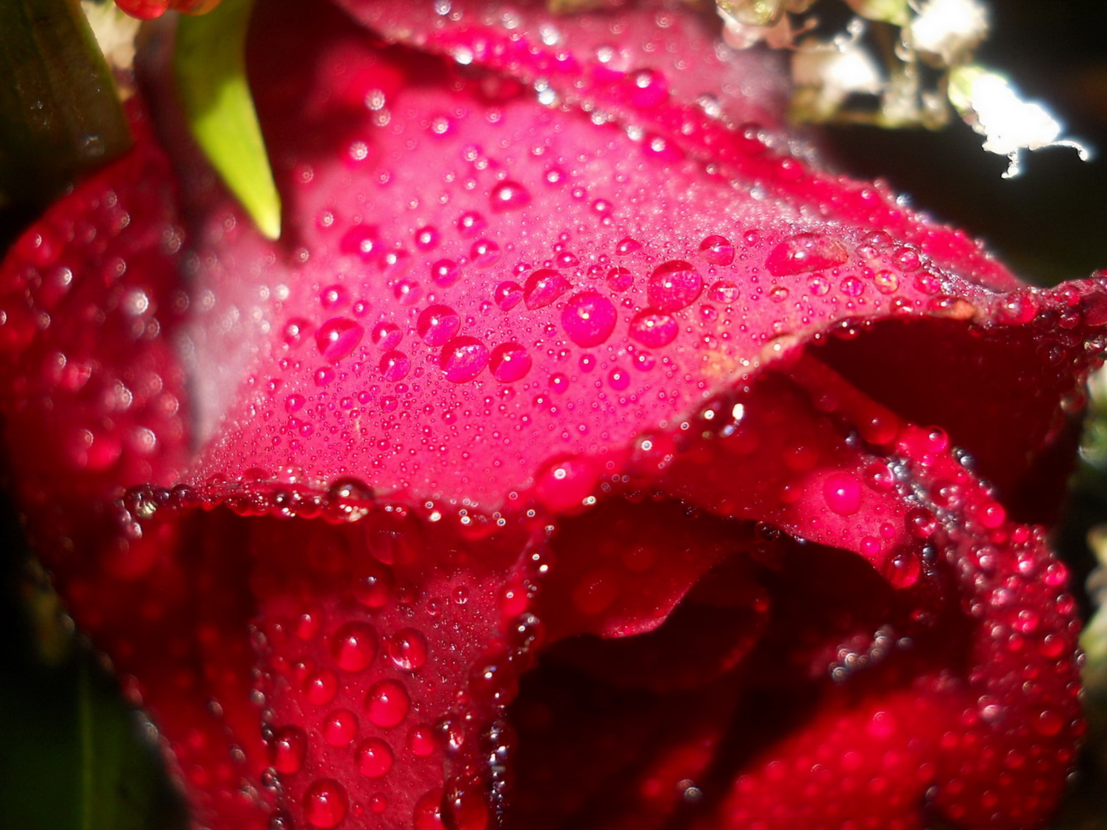 Мокрая алая роза