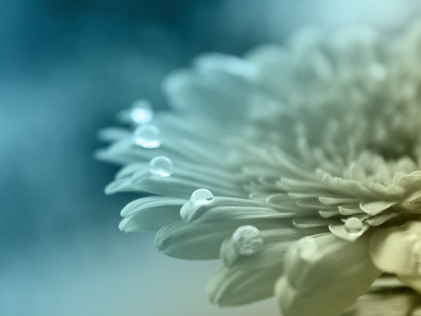 Белый цветок