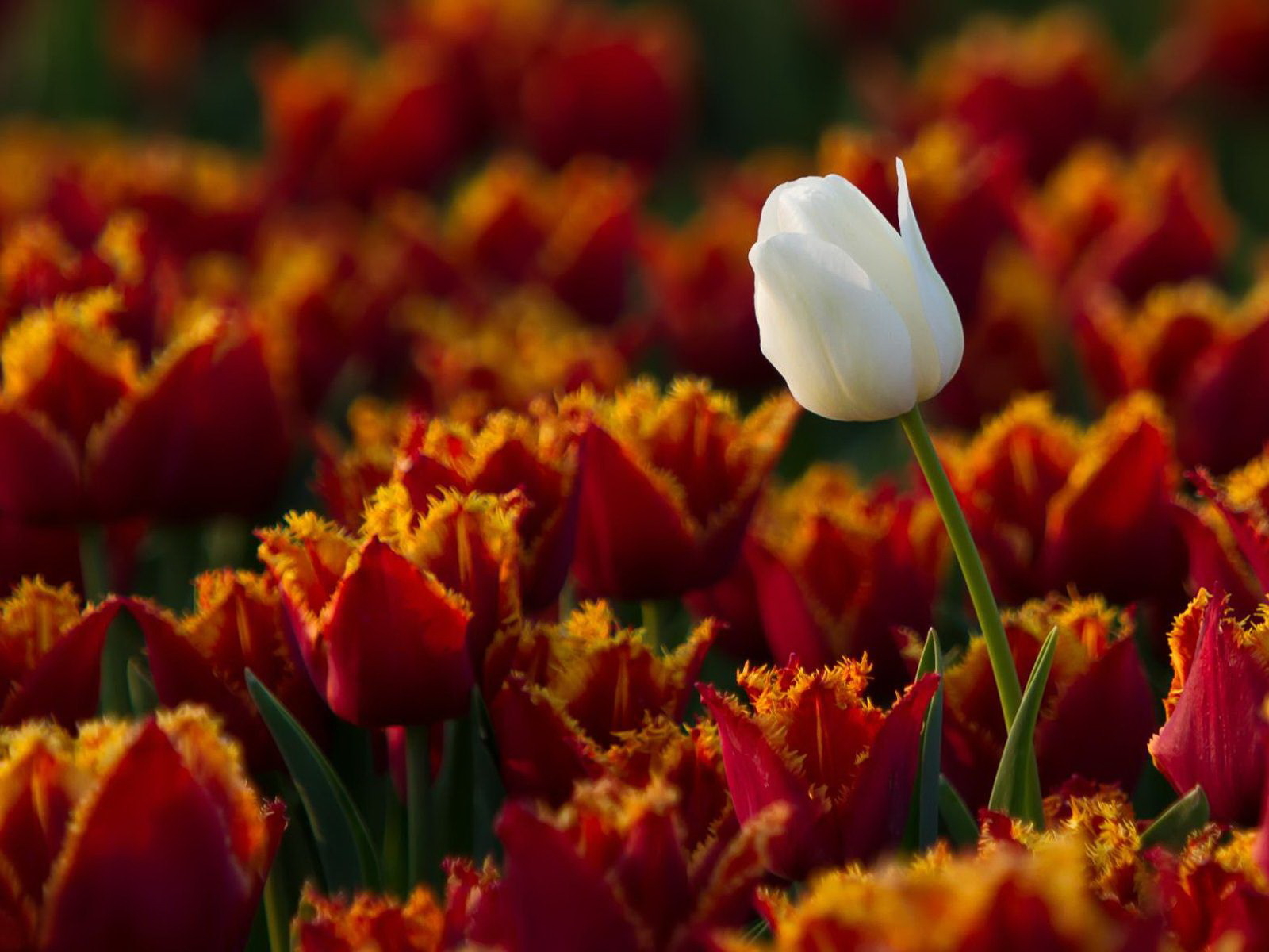 Белый тюльпан