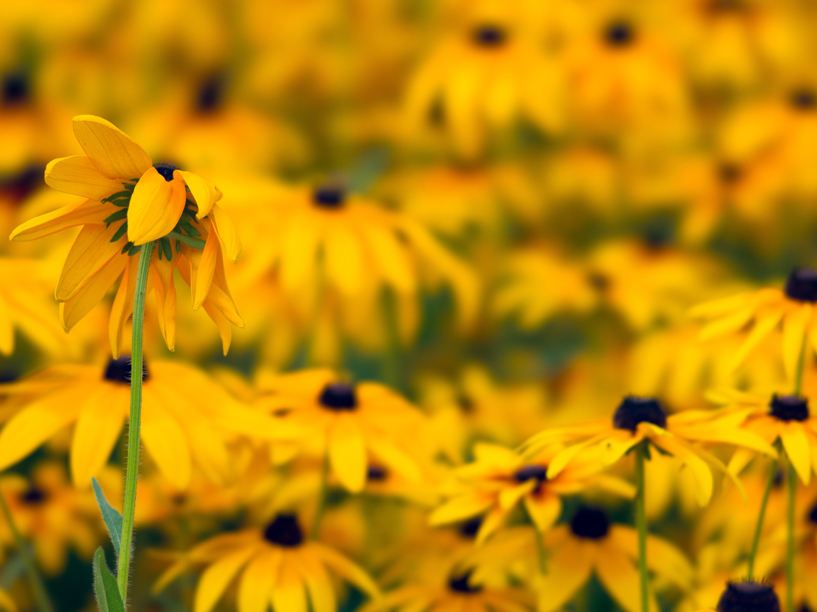 Желтые ромашки