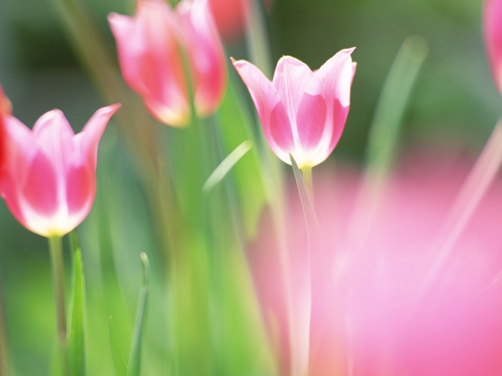 красивые тюльпаны