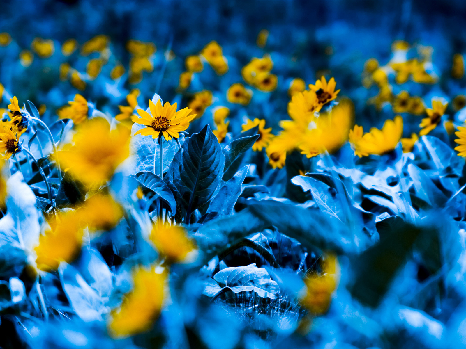 Среди синих листьев