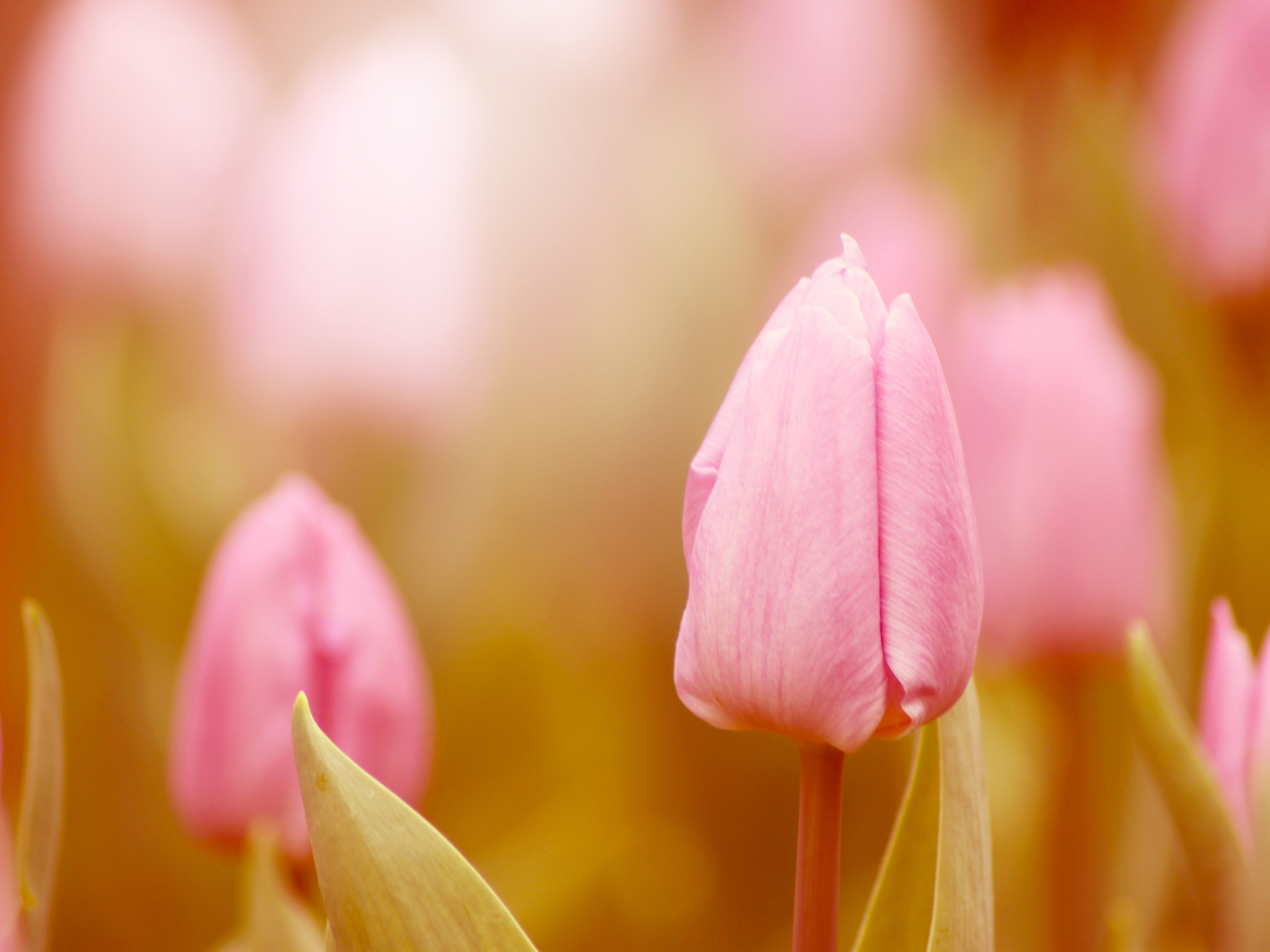 Нежные тюльпаны