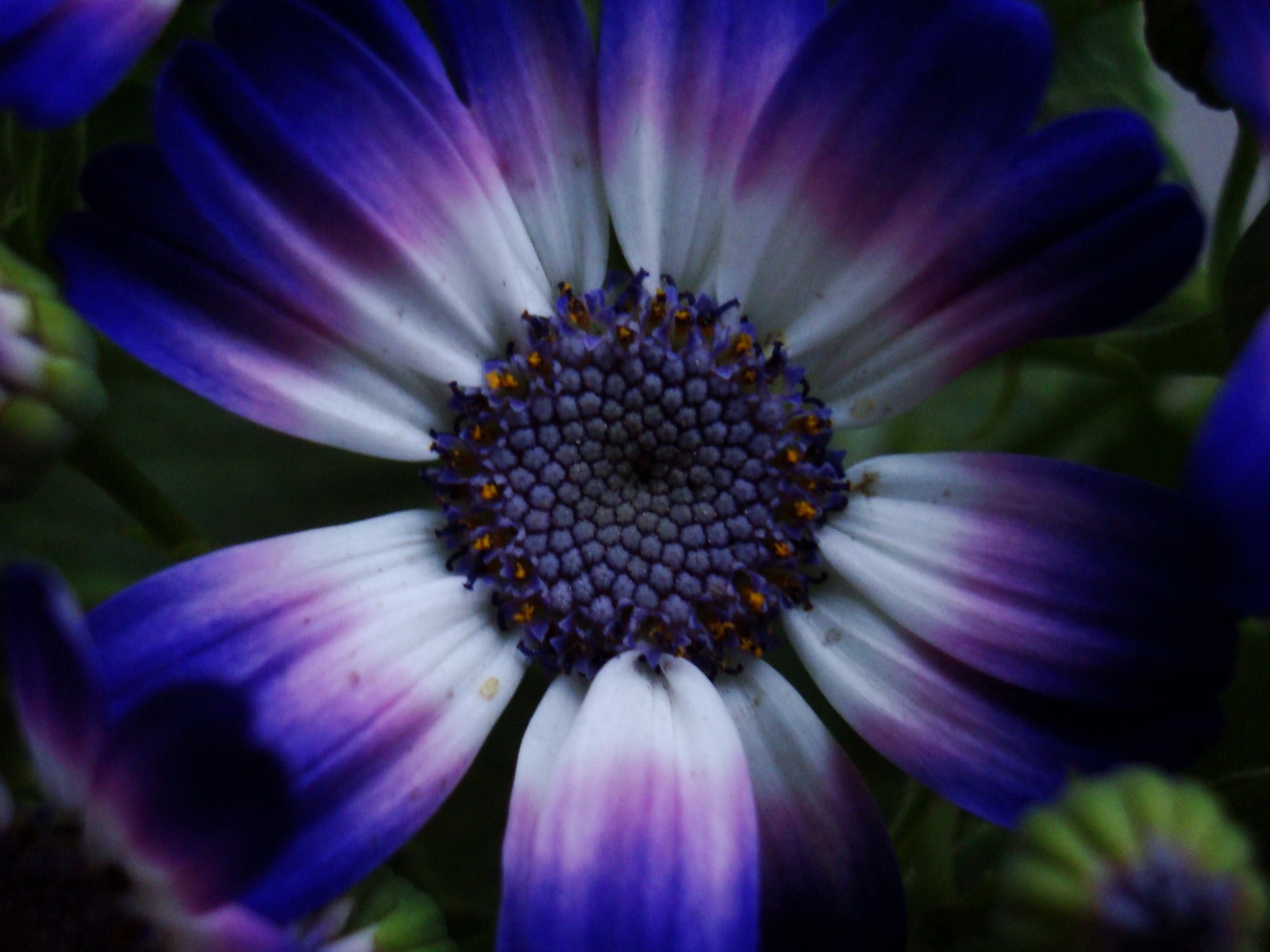 Синий цветок