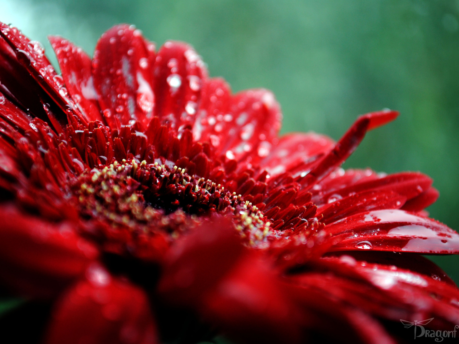 макро Гербера