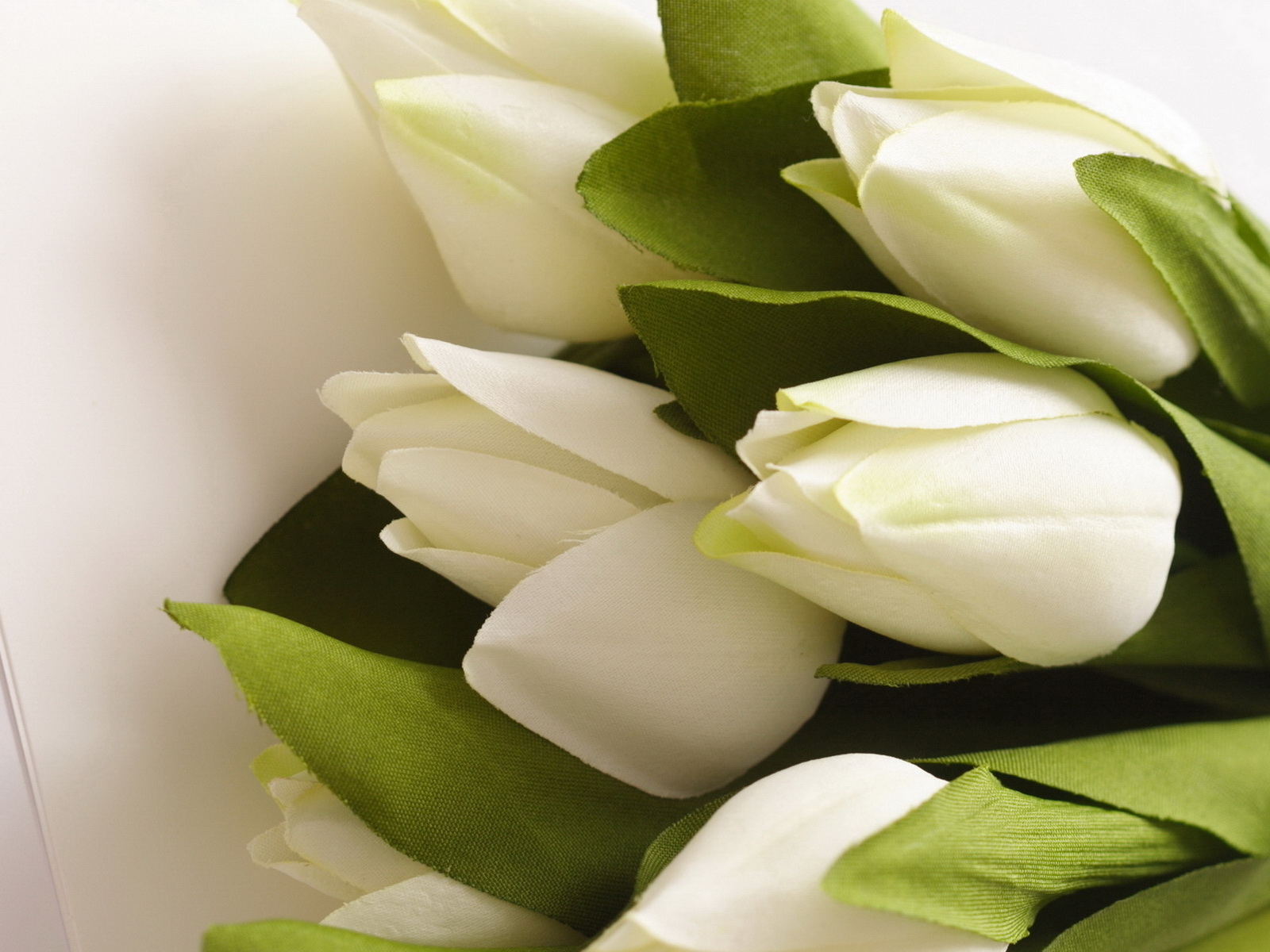 Белые тюльпаны