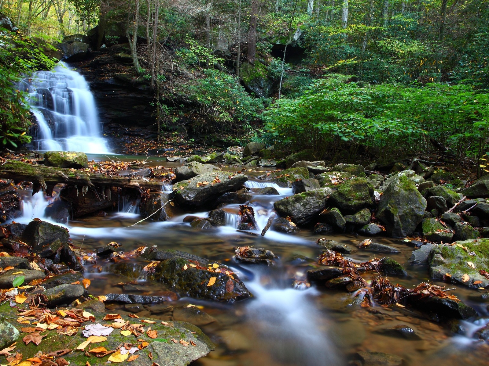 Ручей в чаще леса