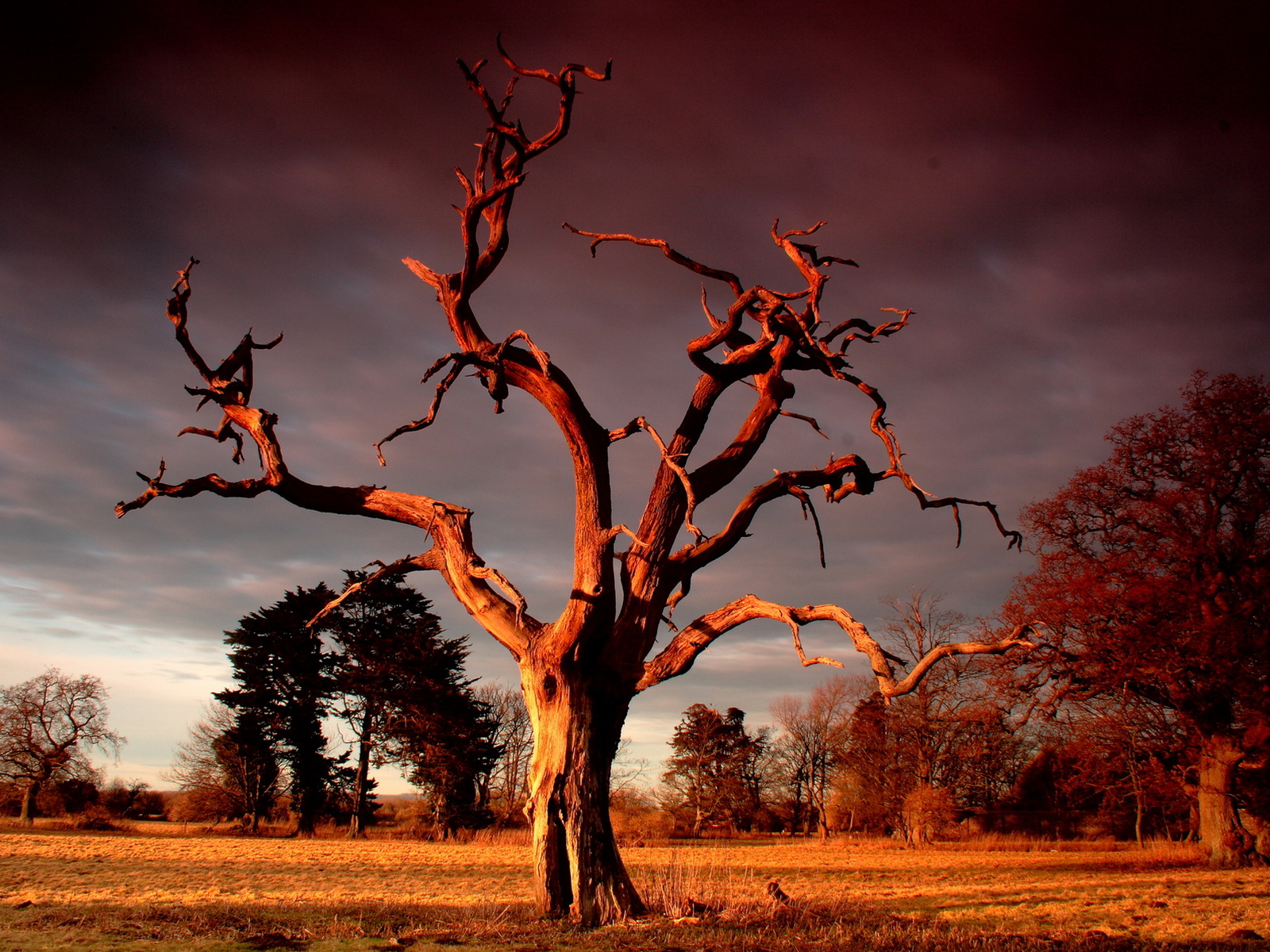 Сухое дерево