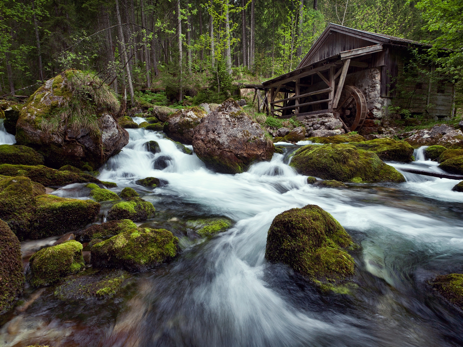 Лесная река фото