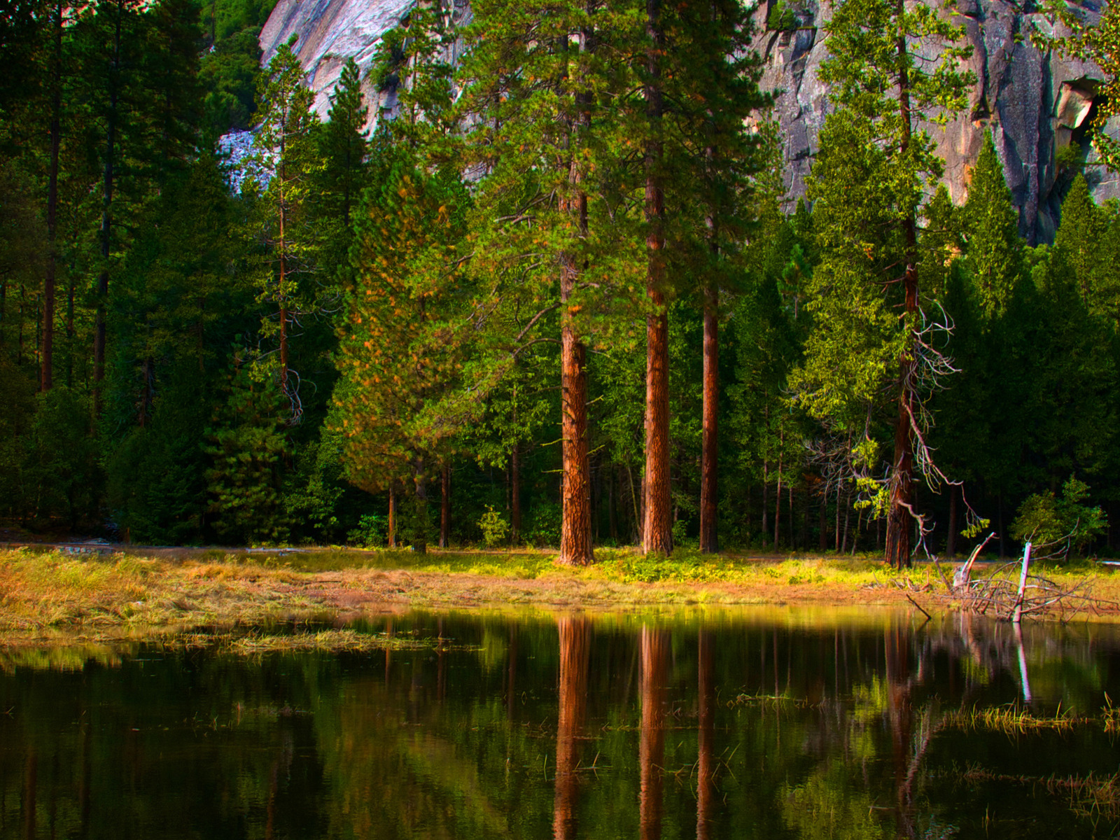 Зеленый лес