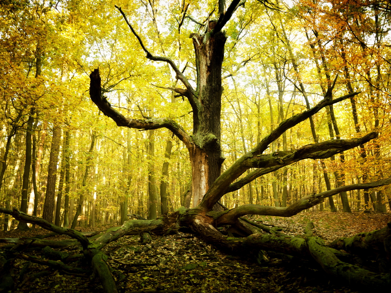 Старое дерево