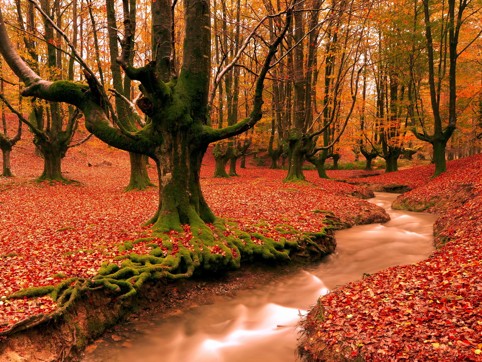 Красный лес