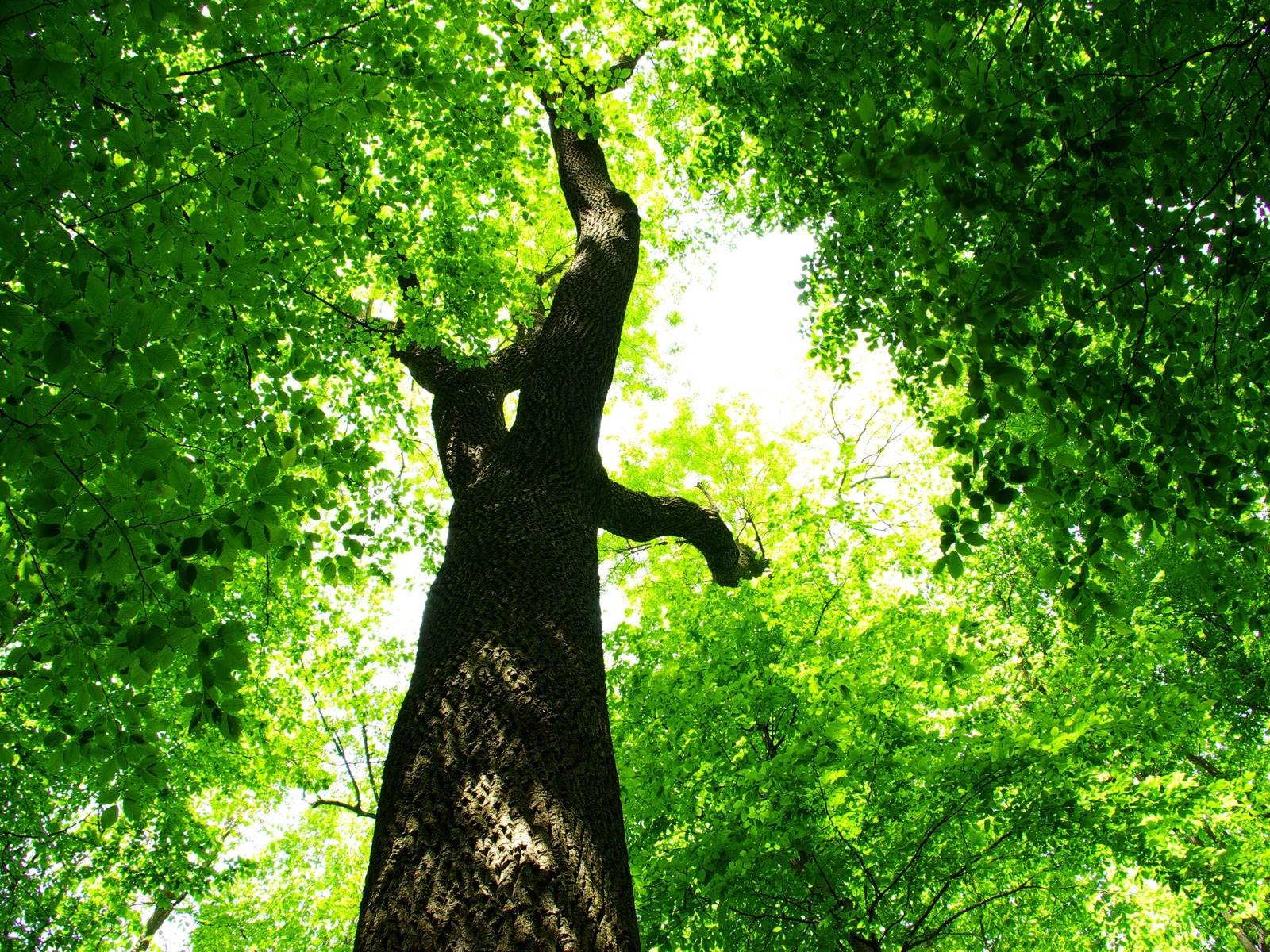 Царство зелени