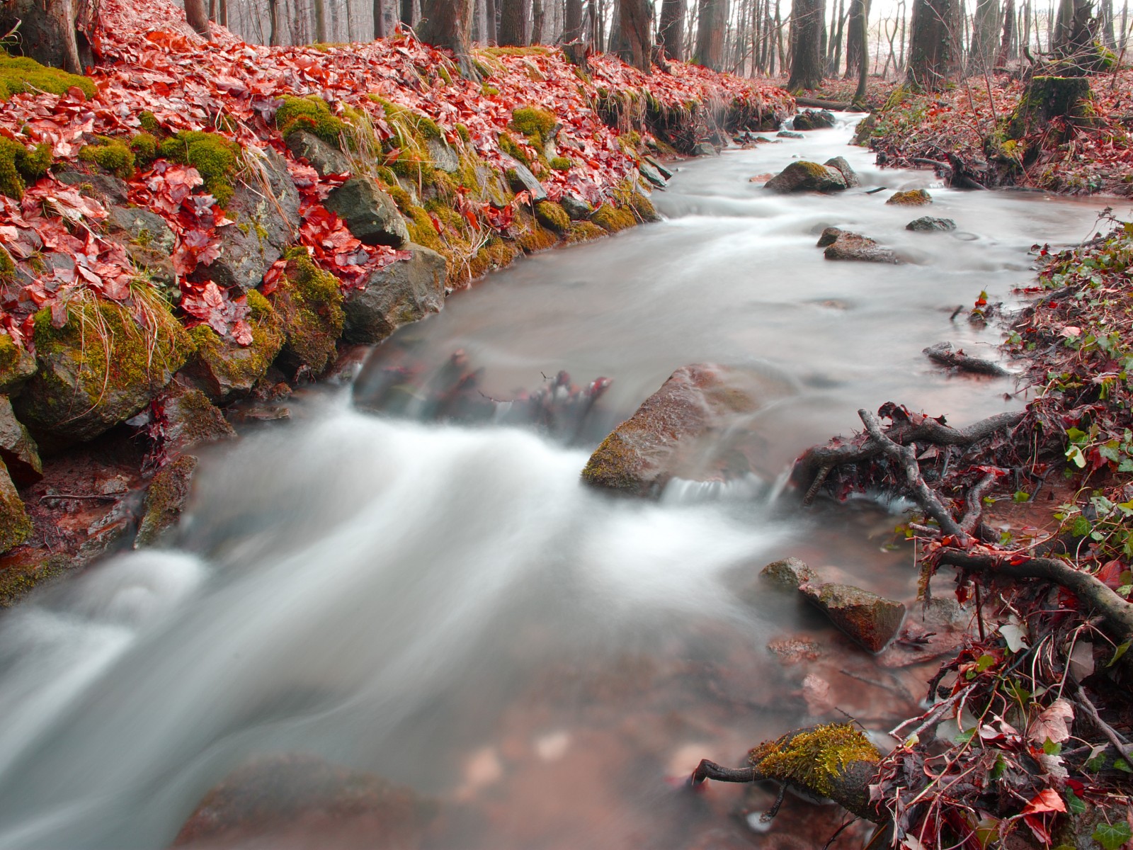 Лесная река
