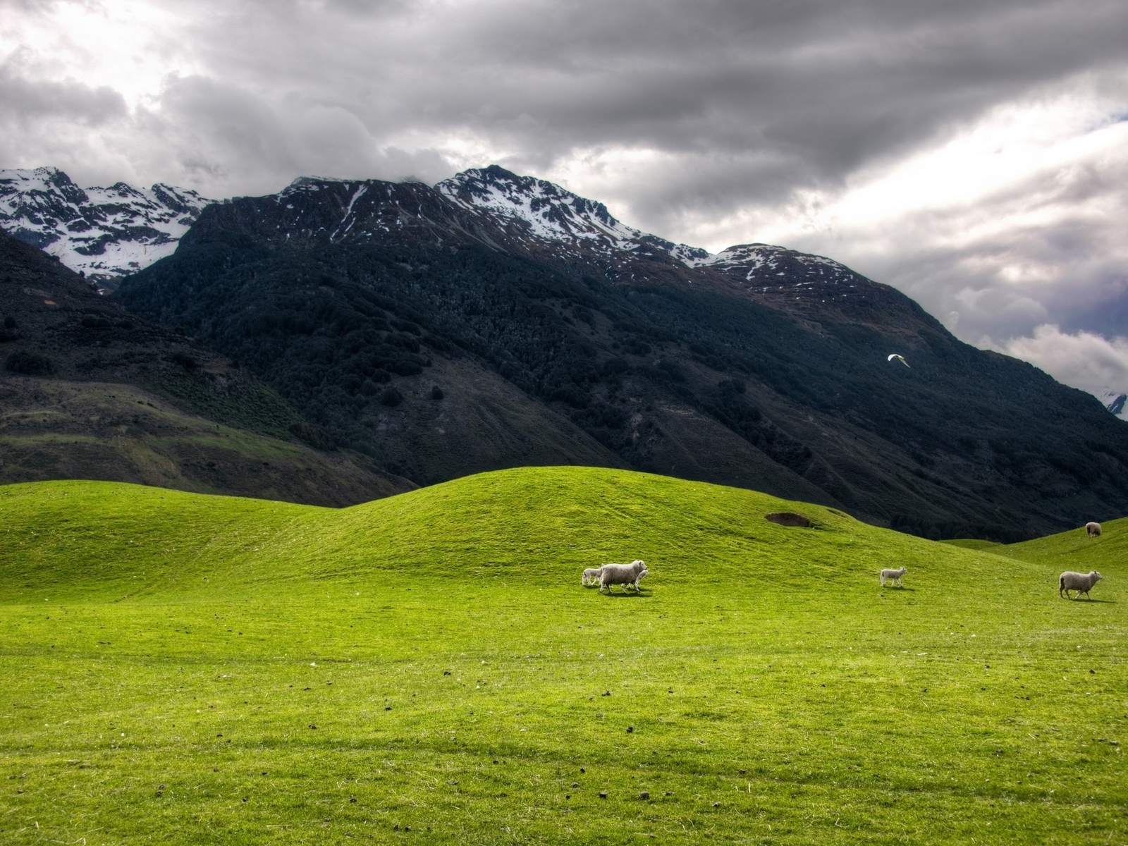 Высокогорное пастбище