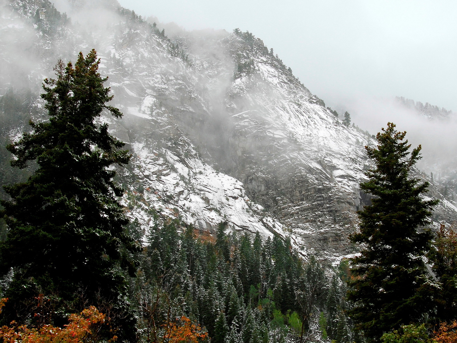 Лес на горных склонах