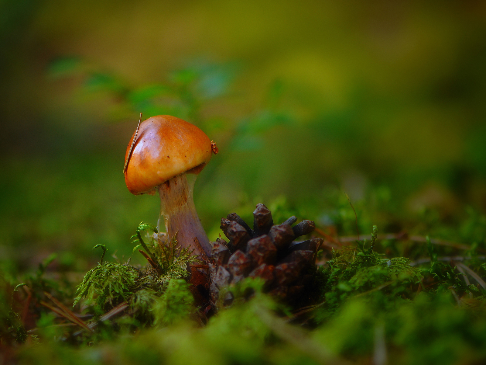 Гриб и шишка