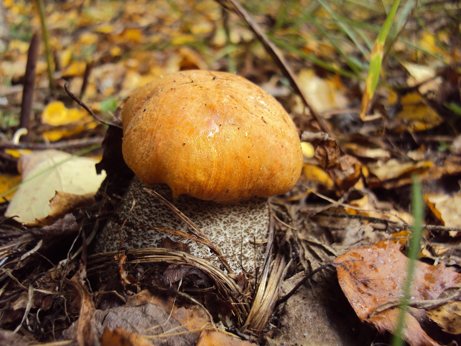 Подосиновик