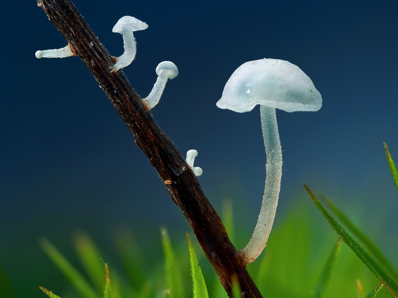 Прозрачные грибочки