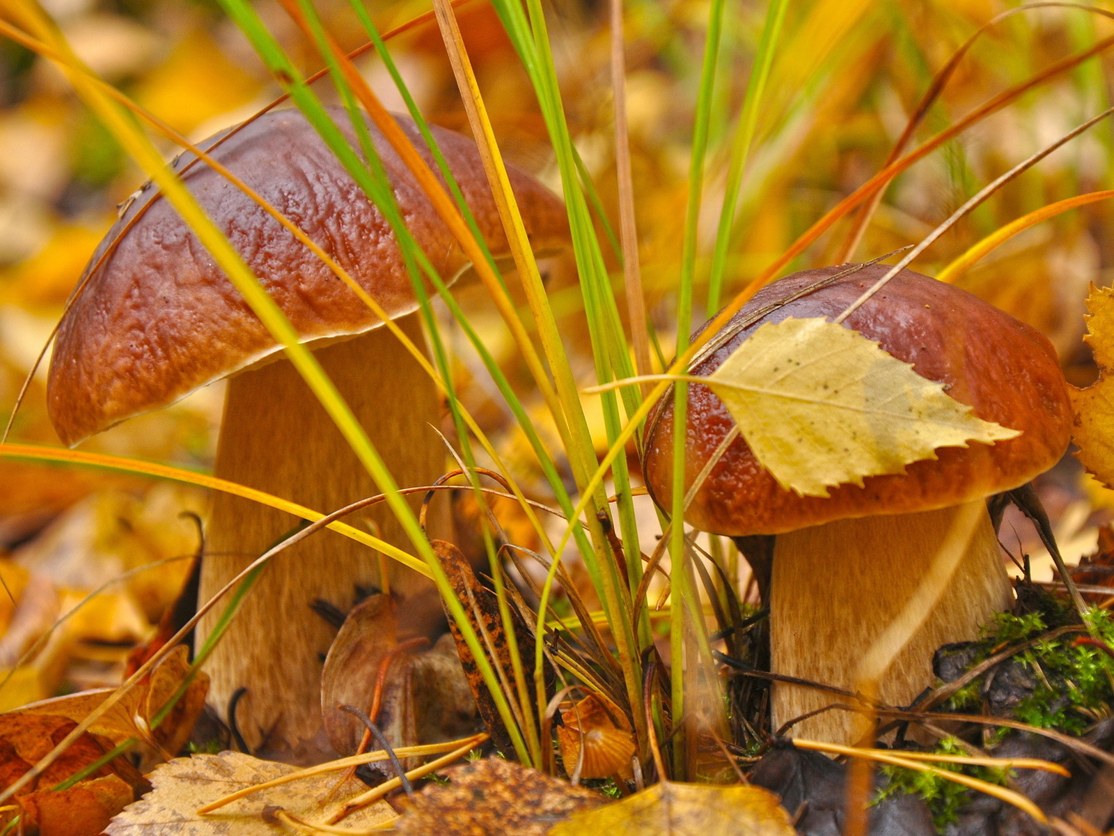 Белые грибы