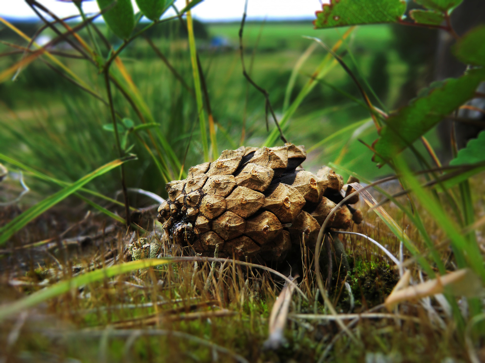 Упавшая шишка