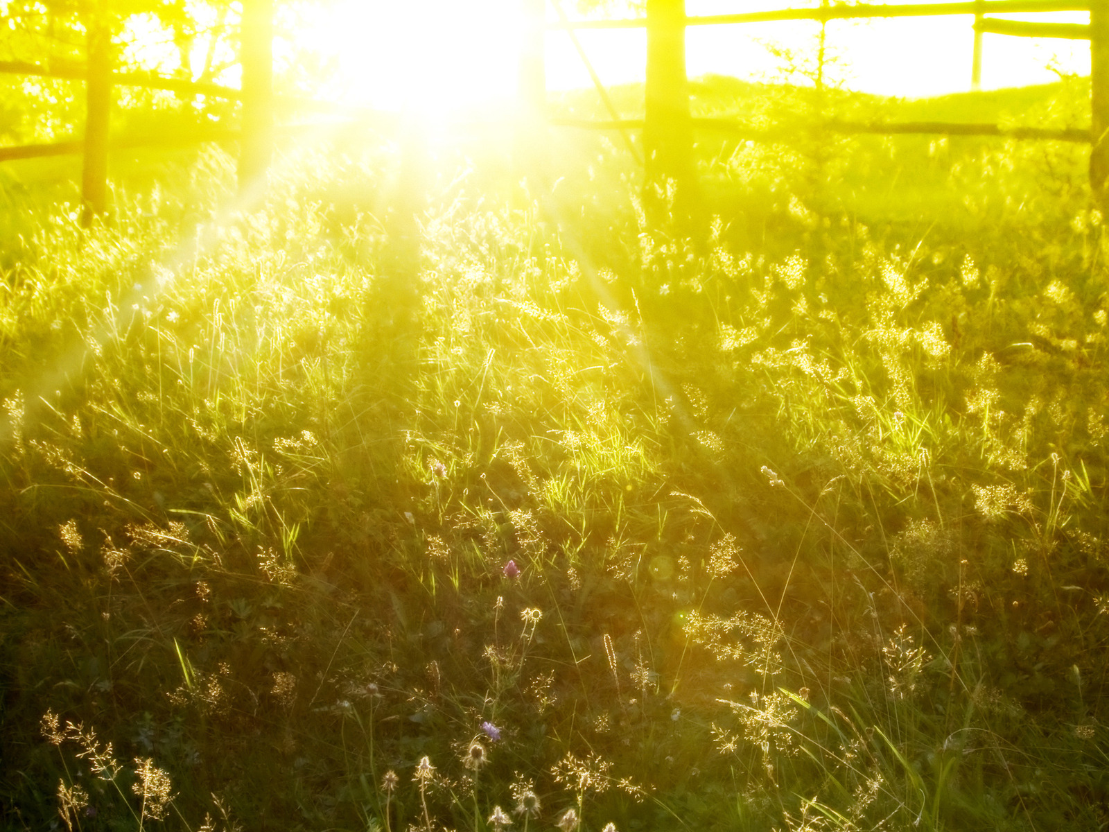 Солнечное утро