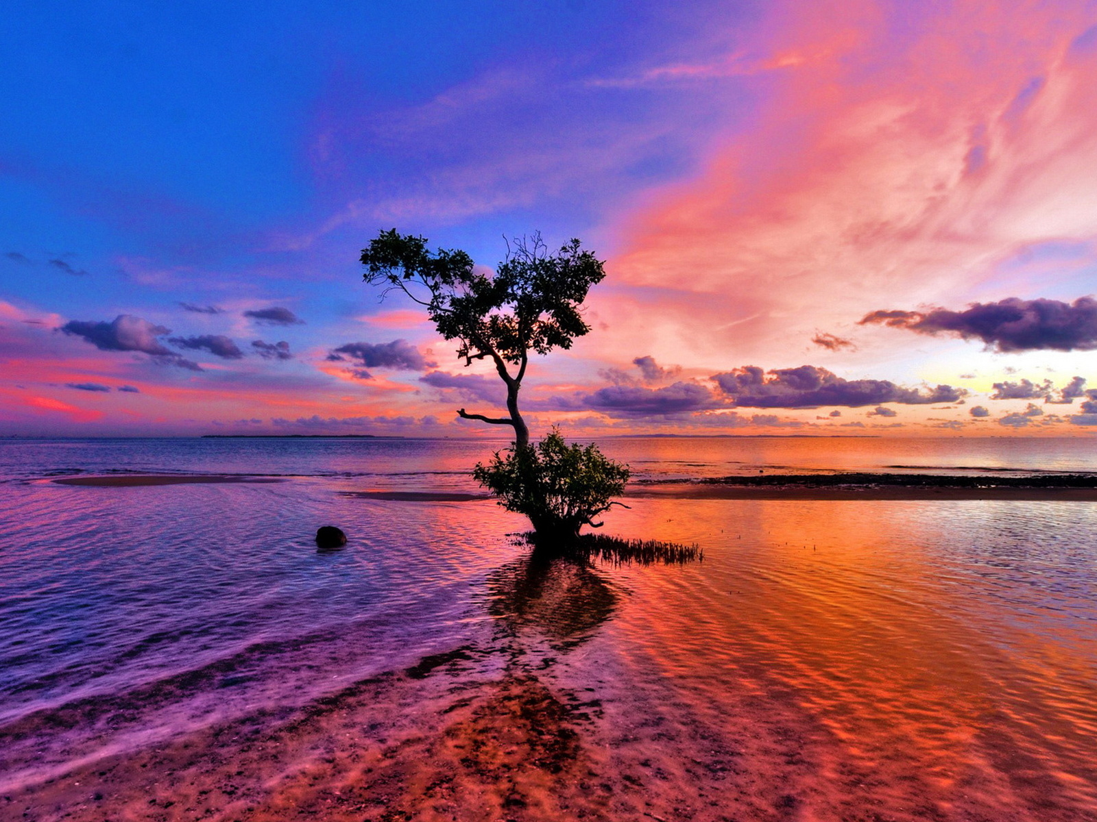 Дерево на мелководье