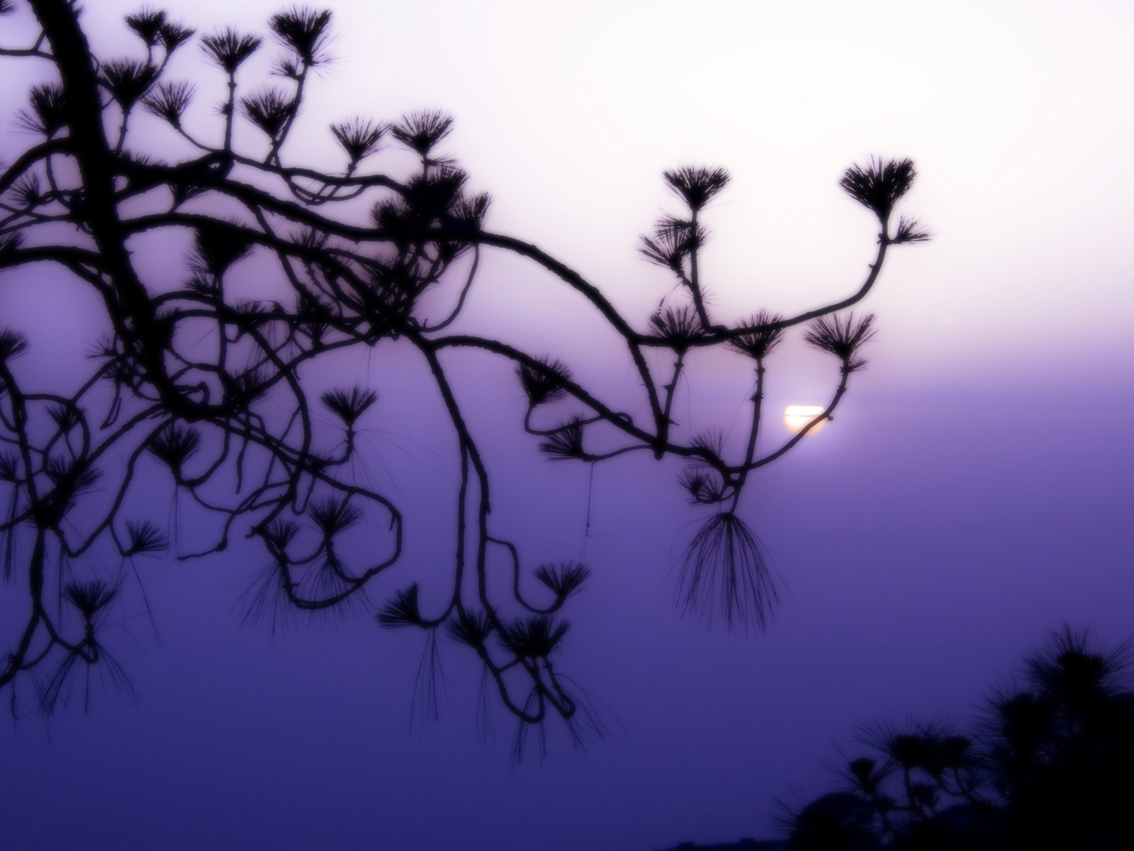 Фиолетовое небо