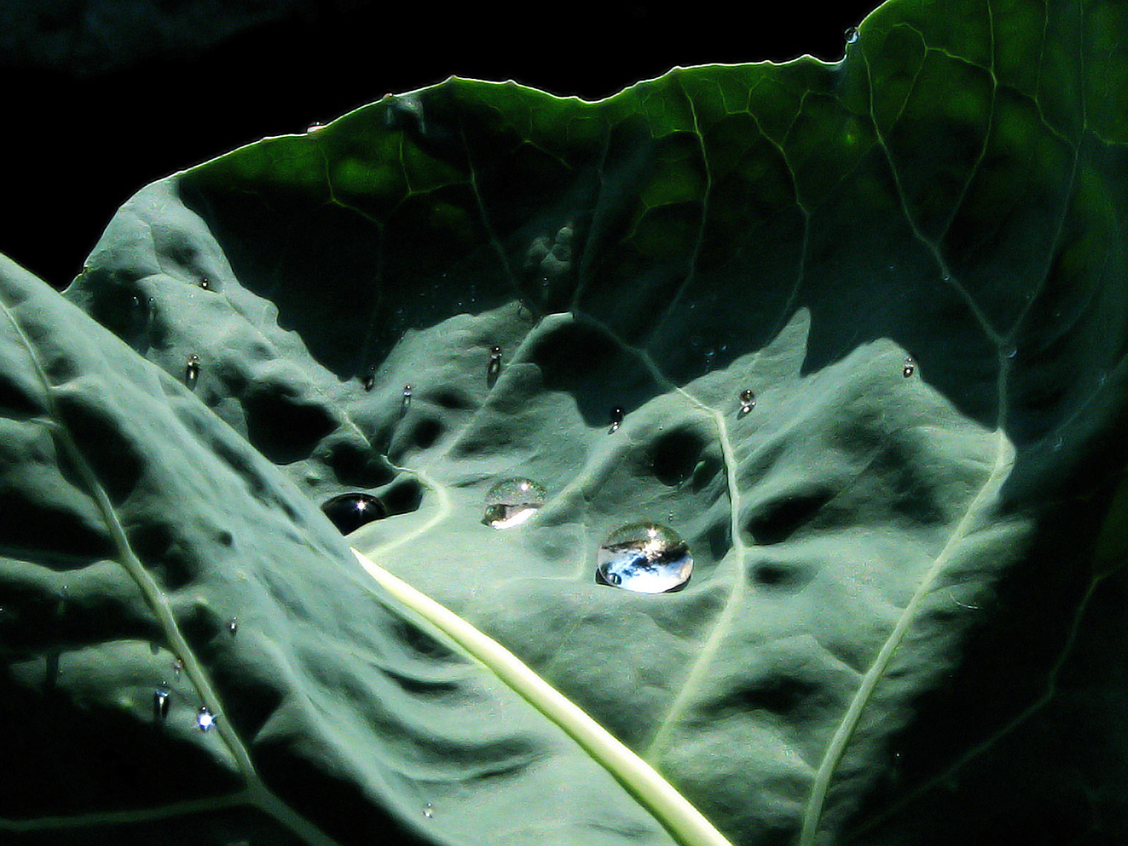 Капустный лист