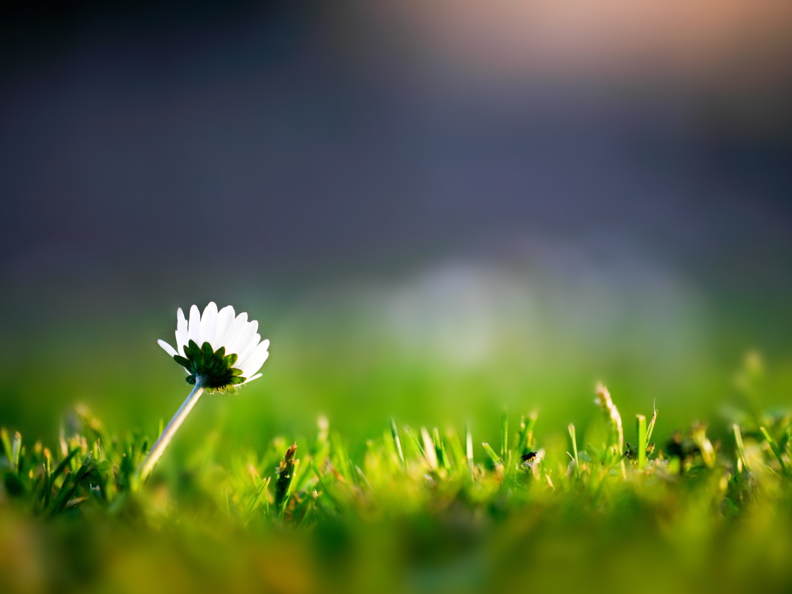 Трава и одинокий цветок