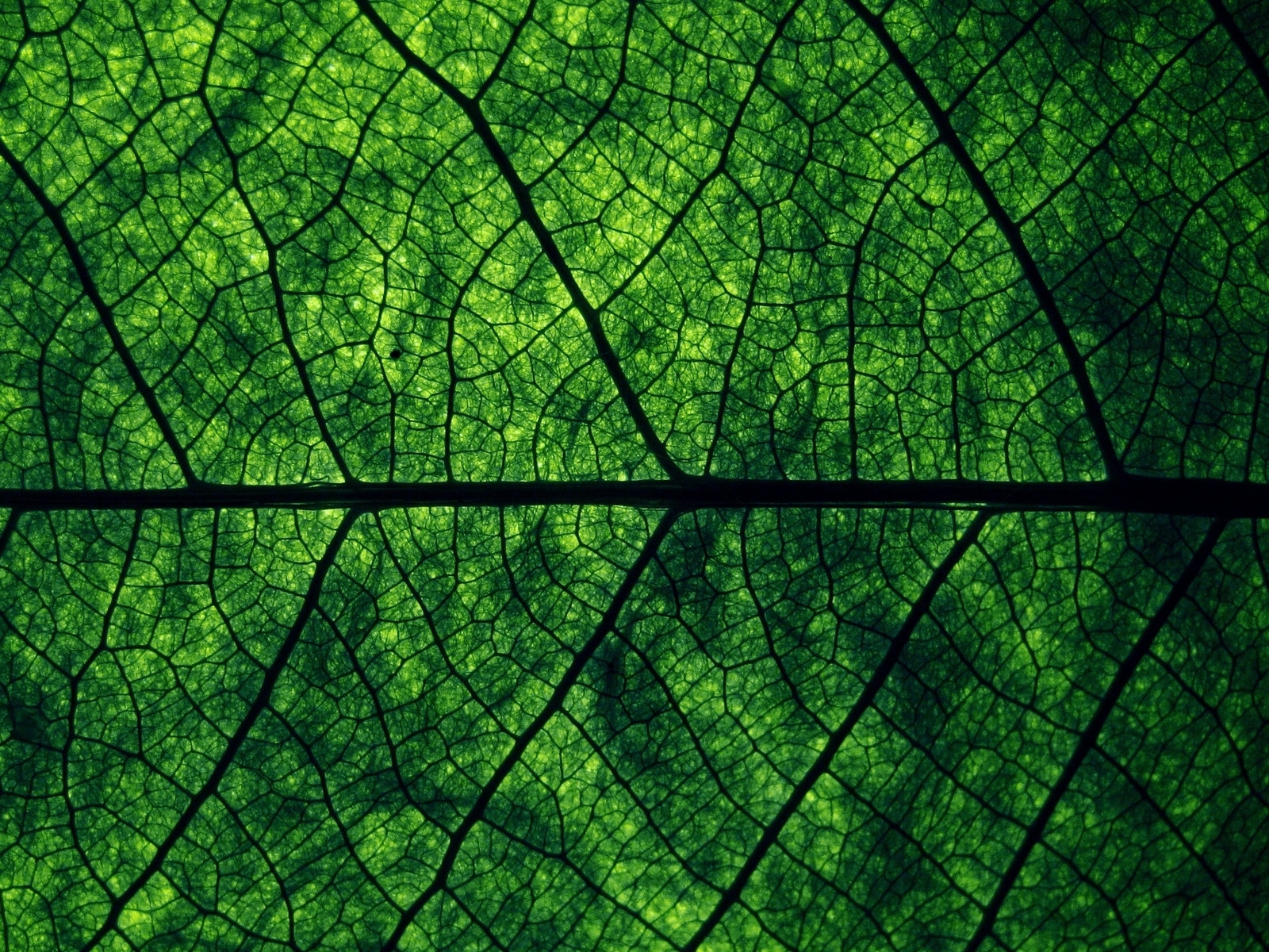 Зеленый лист Макро фото