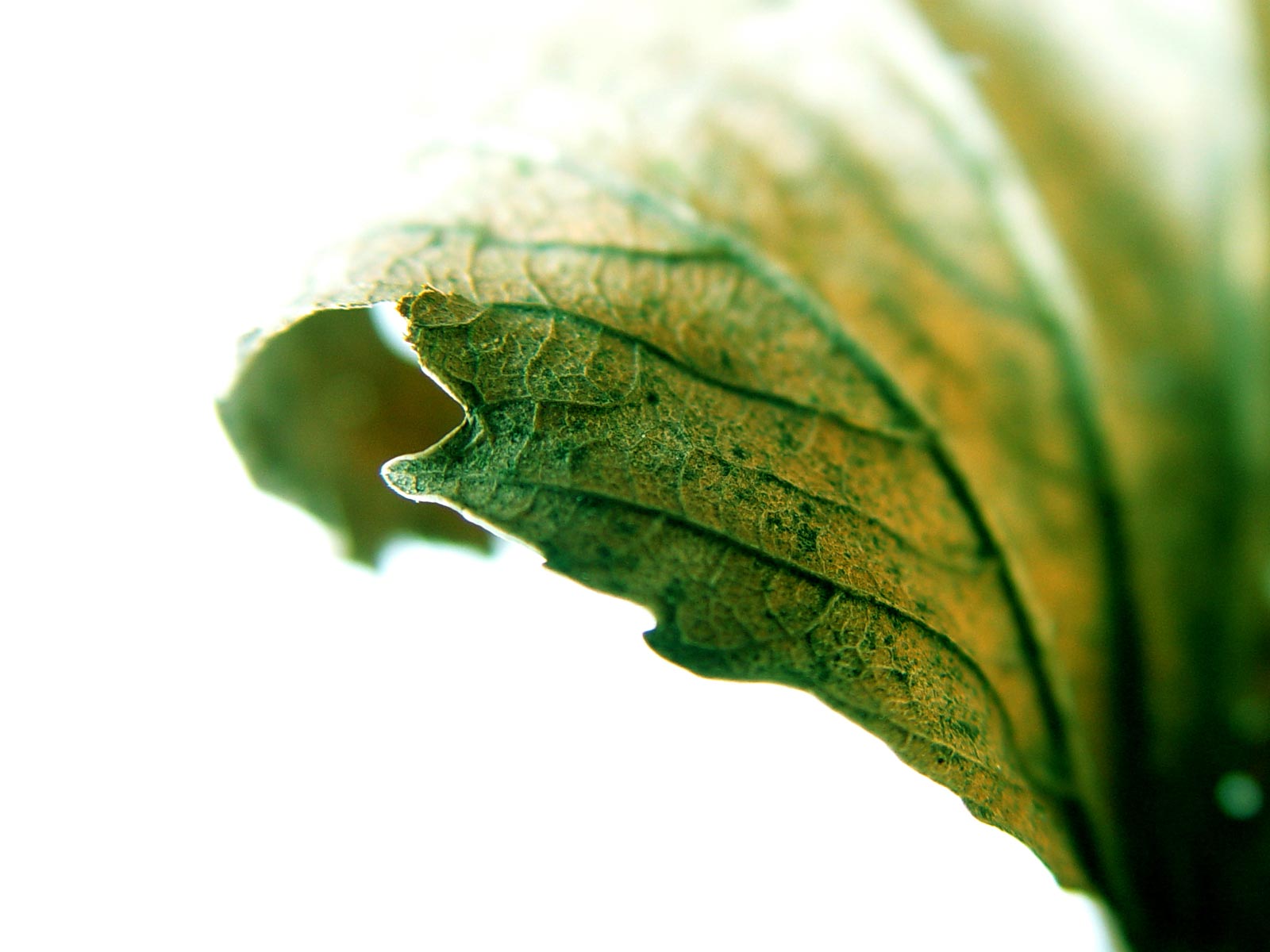 Листик крупным планом