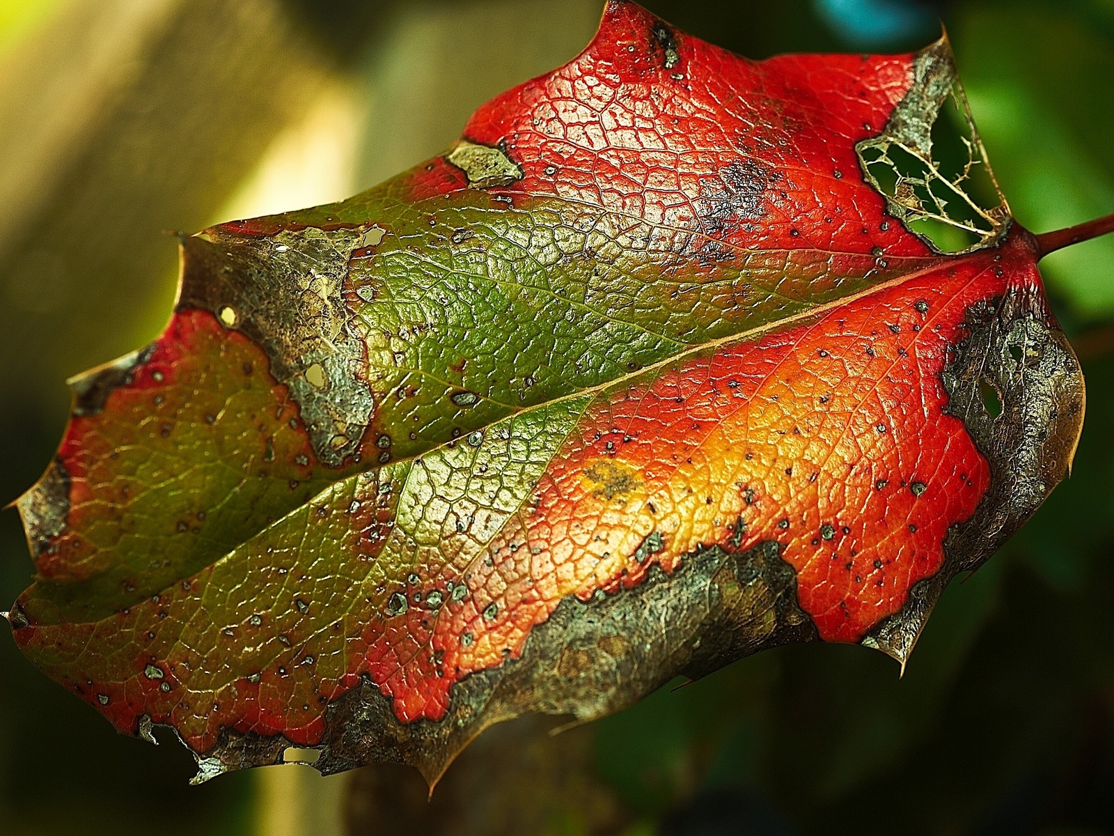 Яркий листик