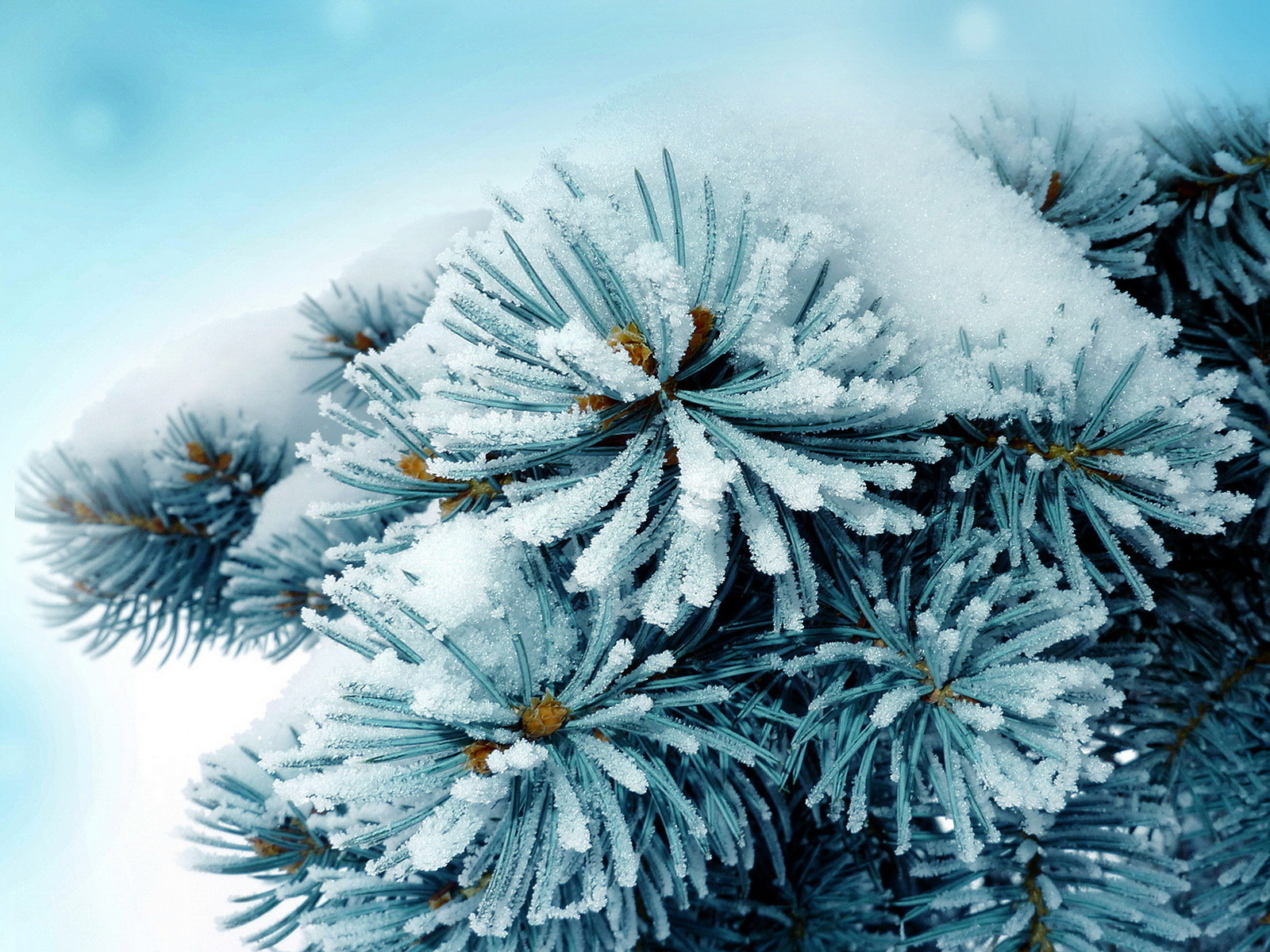 Колючая ветка