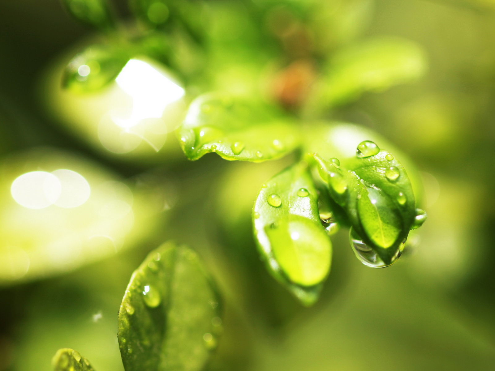 Мокрые листочки