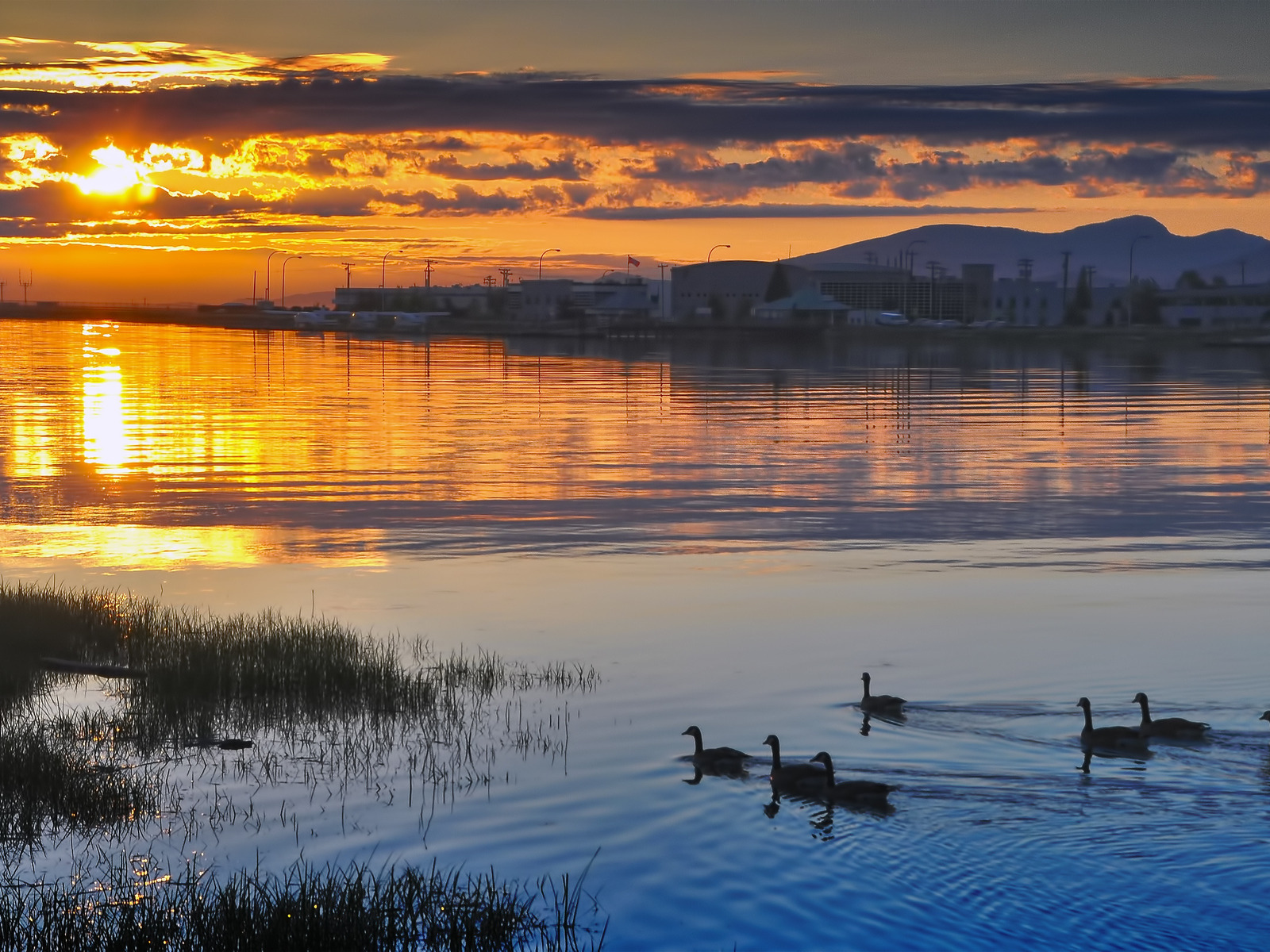 Утки на закате