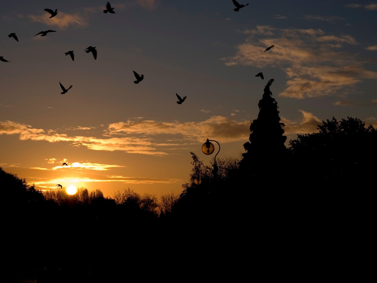 Голуби на закате