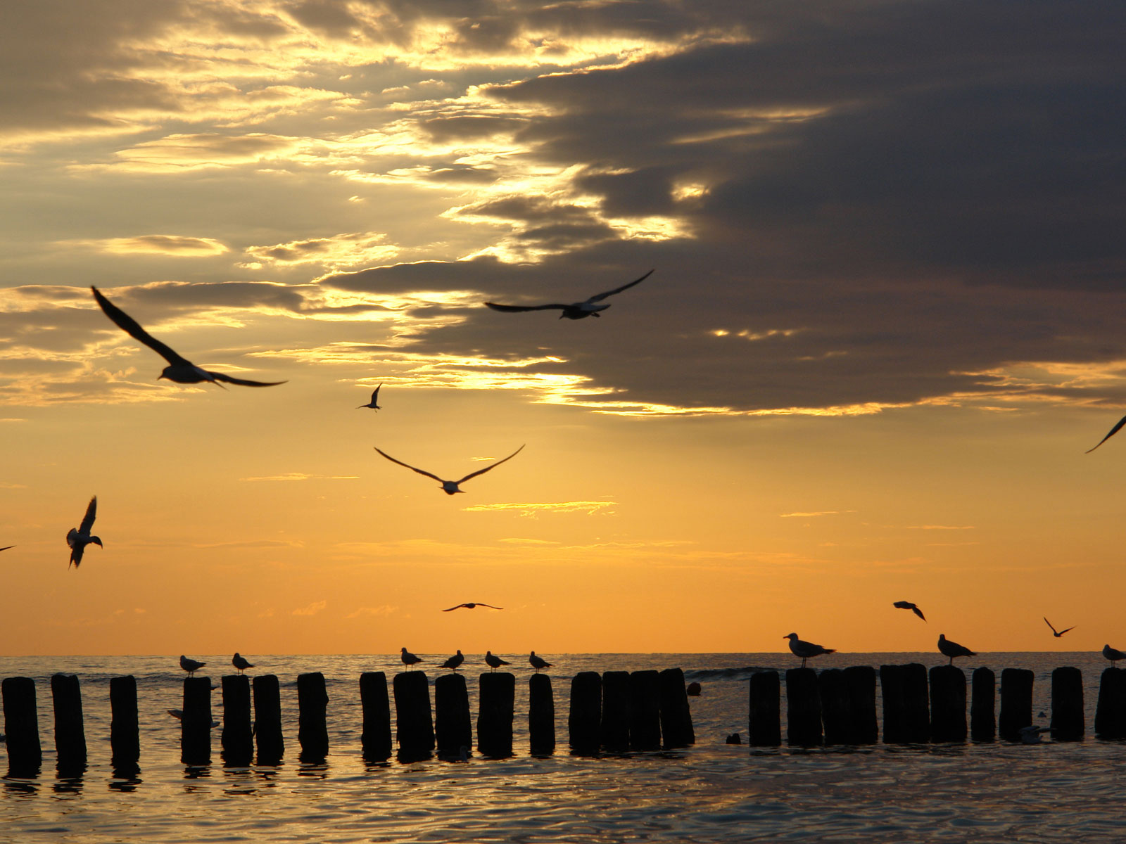 Чайки на закате