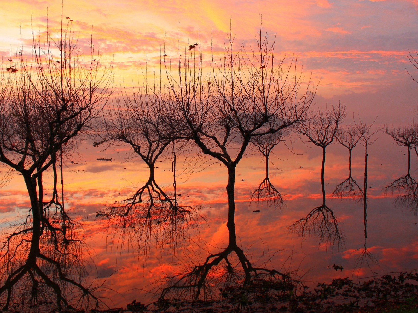 Отражение деревьев на закате