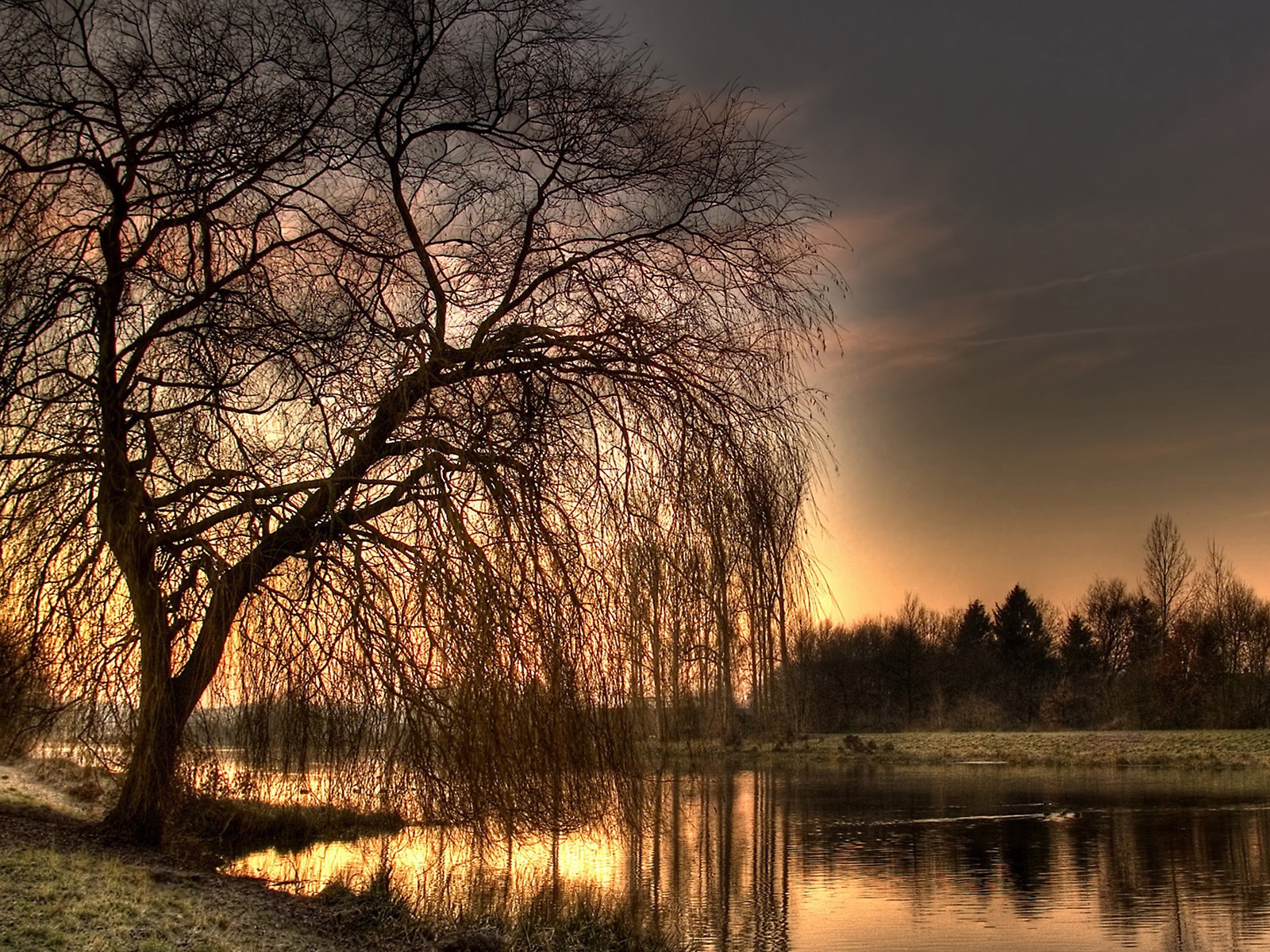 Осеннее дерево у реки