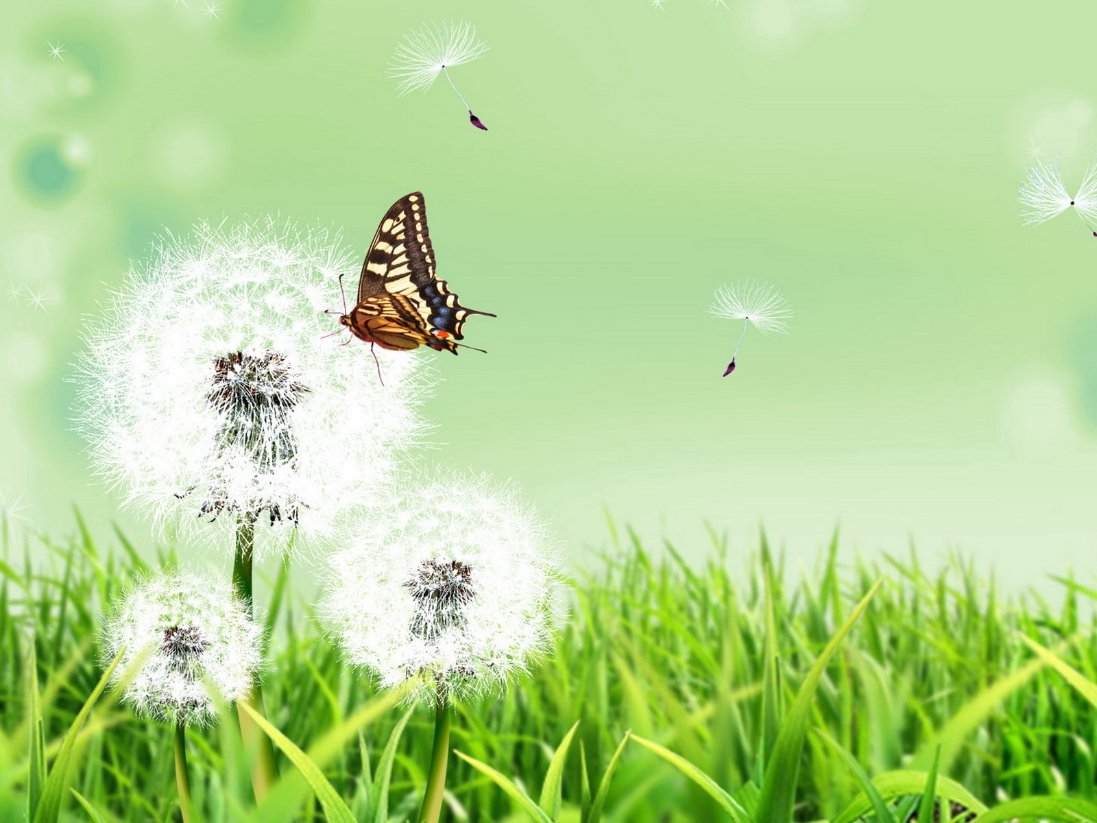 Бабочка и одуванчики