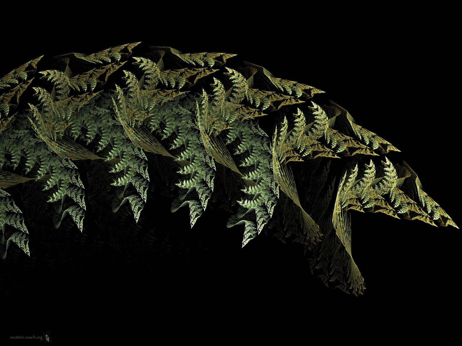 Листья папоротника