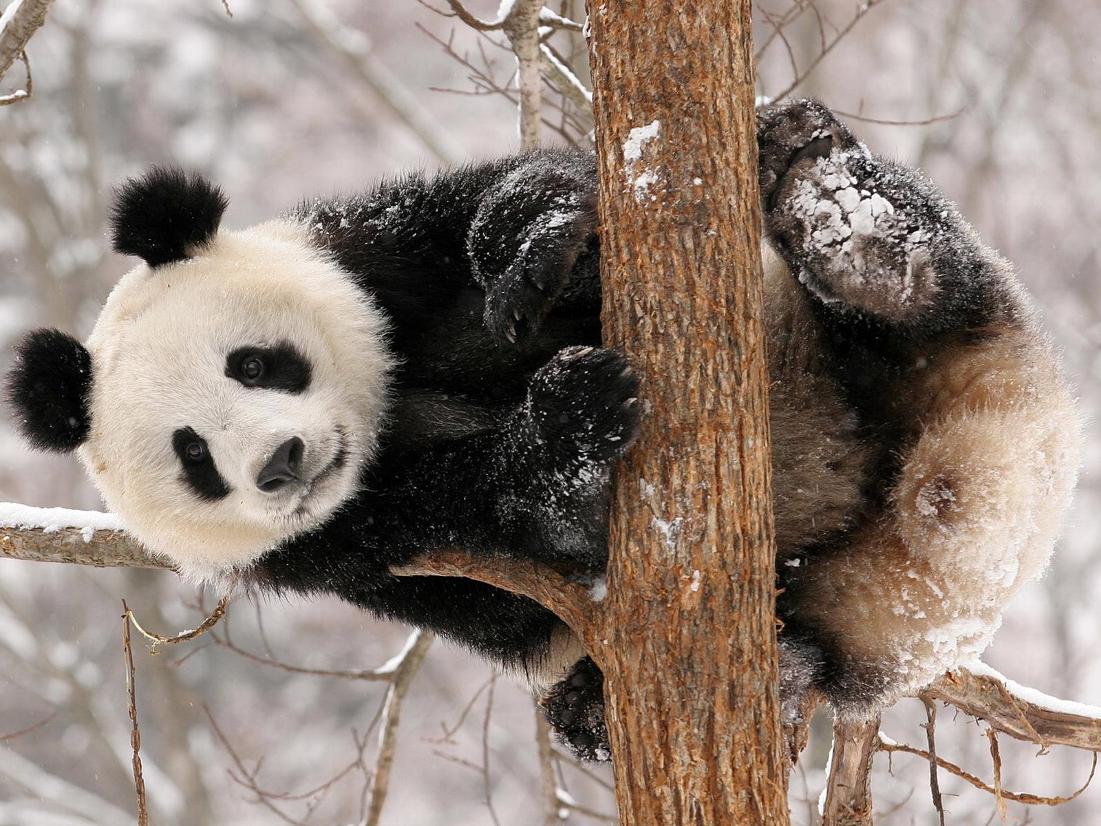 Панда на дереве