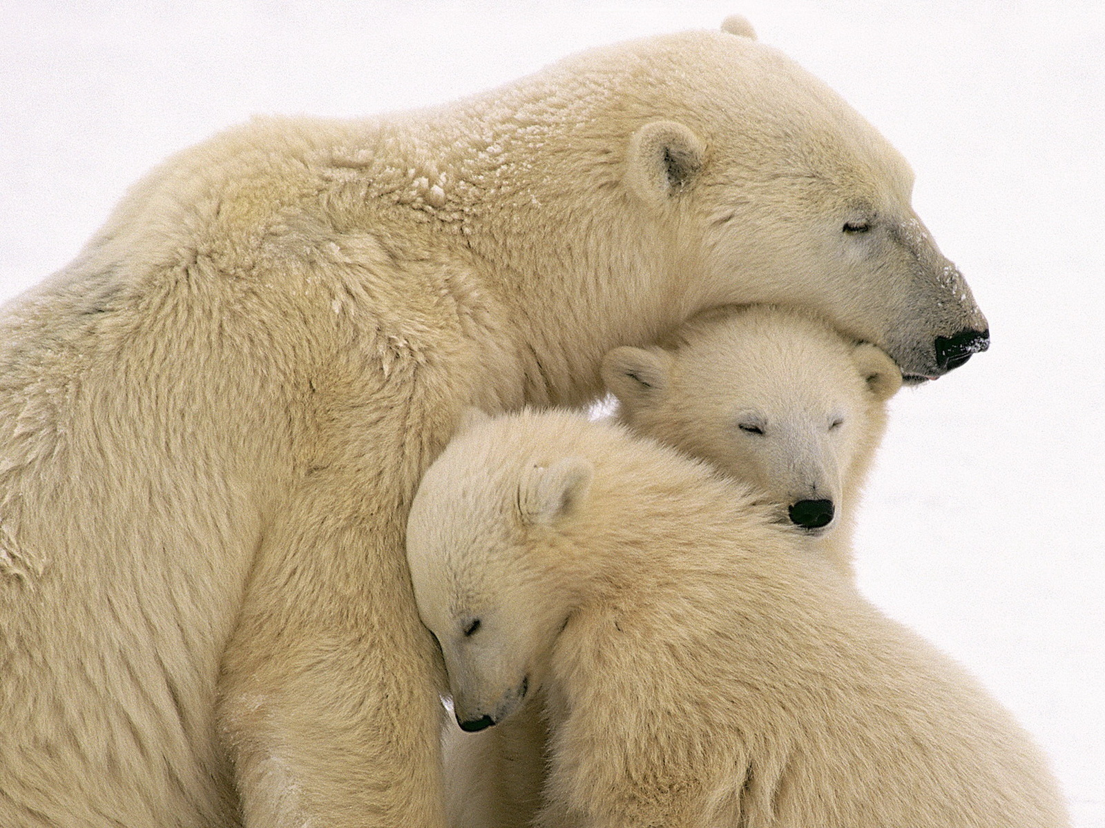 Белые медведи